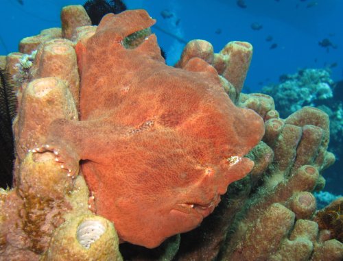 Giant Frogfish